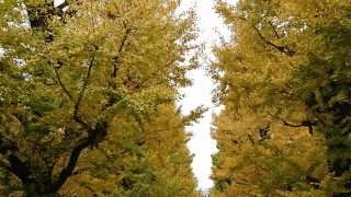 autumn foliage in the University of Tokyo