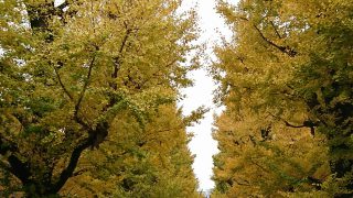 autumn foliage in the University of Tokyo