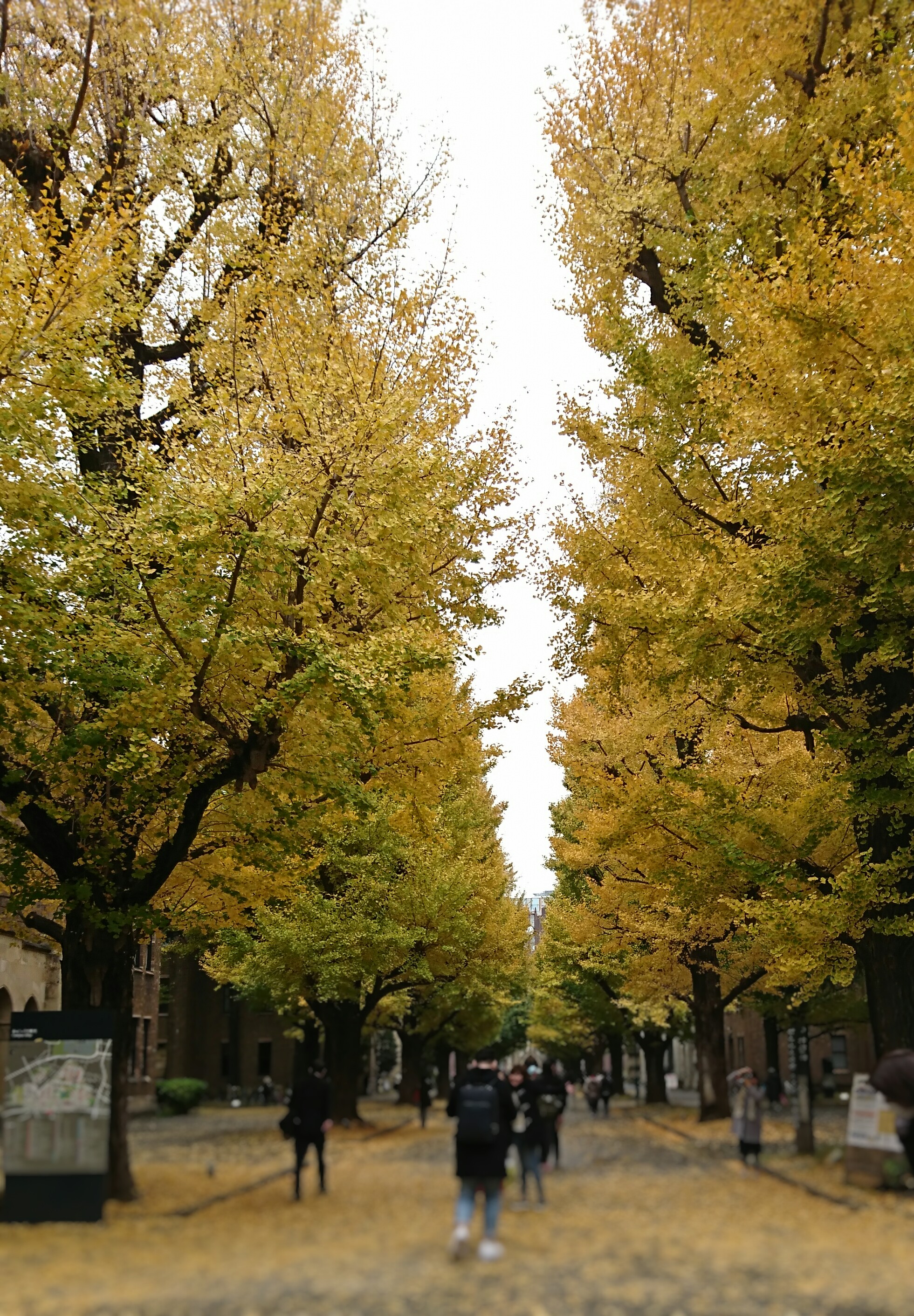 autumn foliage in the University of Tokyo