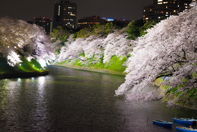 cherry blossoms in Chidorigahuchi, Japan