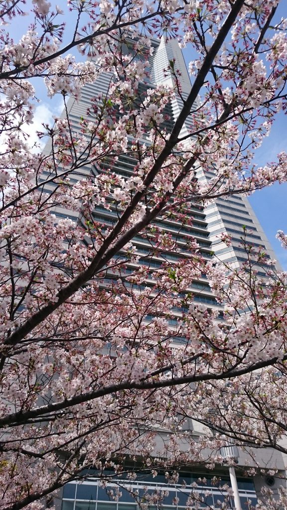 cherry blossoms_Landmark Tower