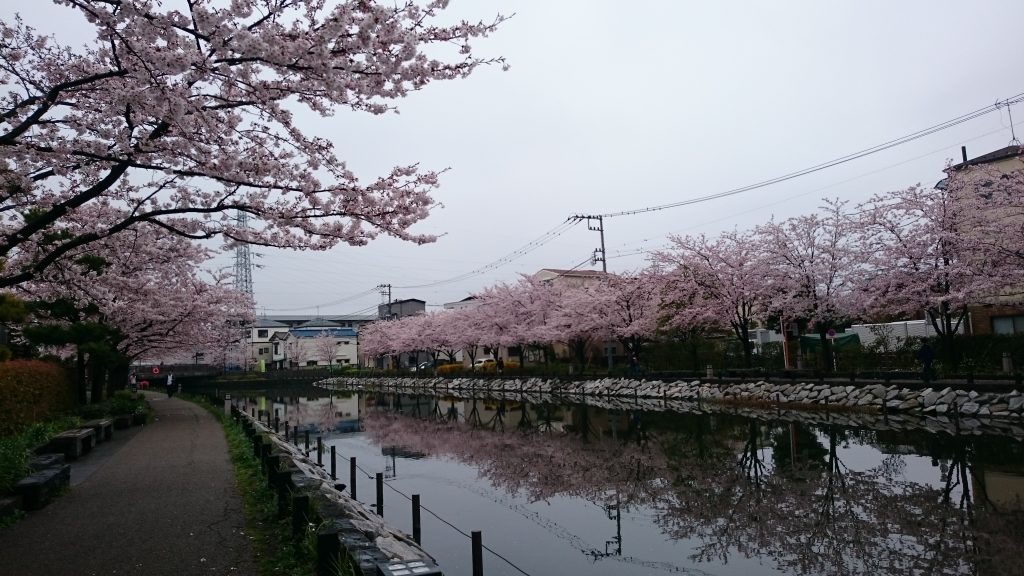 sakura in japan, edogawaku