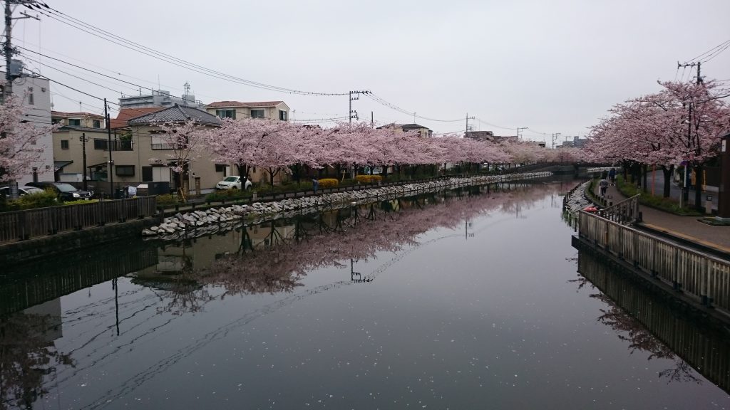 sakura in japan, edogawaku