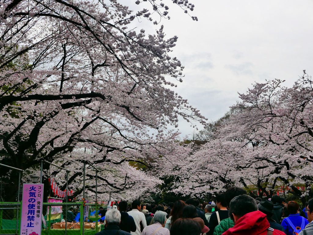 sakura in Ueno