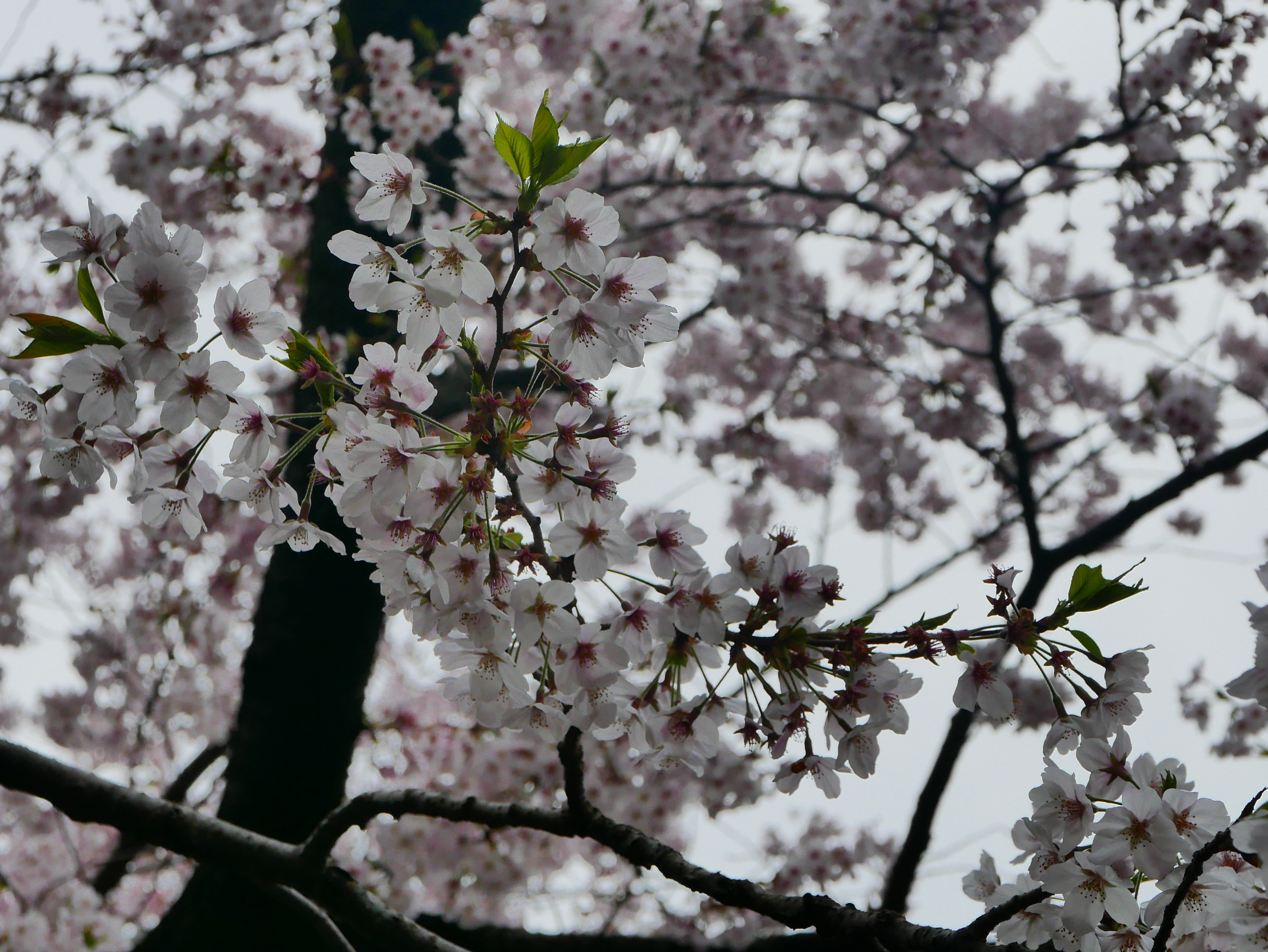 sakura in Ueno