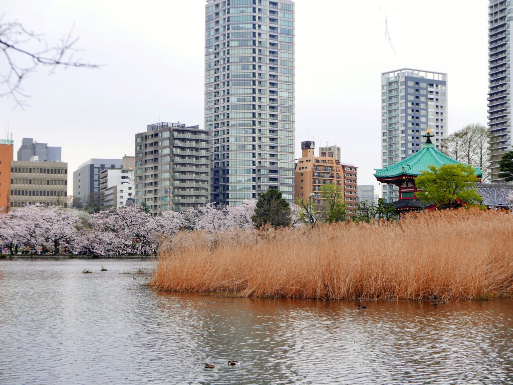 cherry blossoms by Shinobazunoike