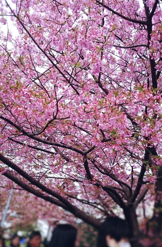 kawazu sakura and viewing people