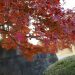 Red autumn leaves of InuiStreet in Imperial Palace