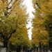 autumn foliage in the University of Tokyo