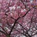 kawazu-sakura, a kind of Japanese cherry blossom