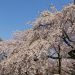 cherry blossoms in Shinjuku Gyoen